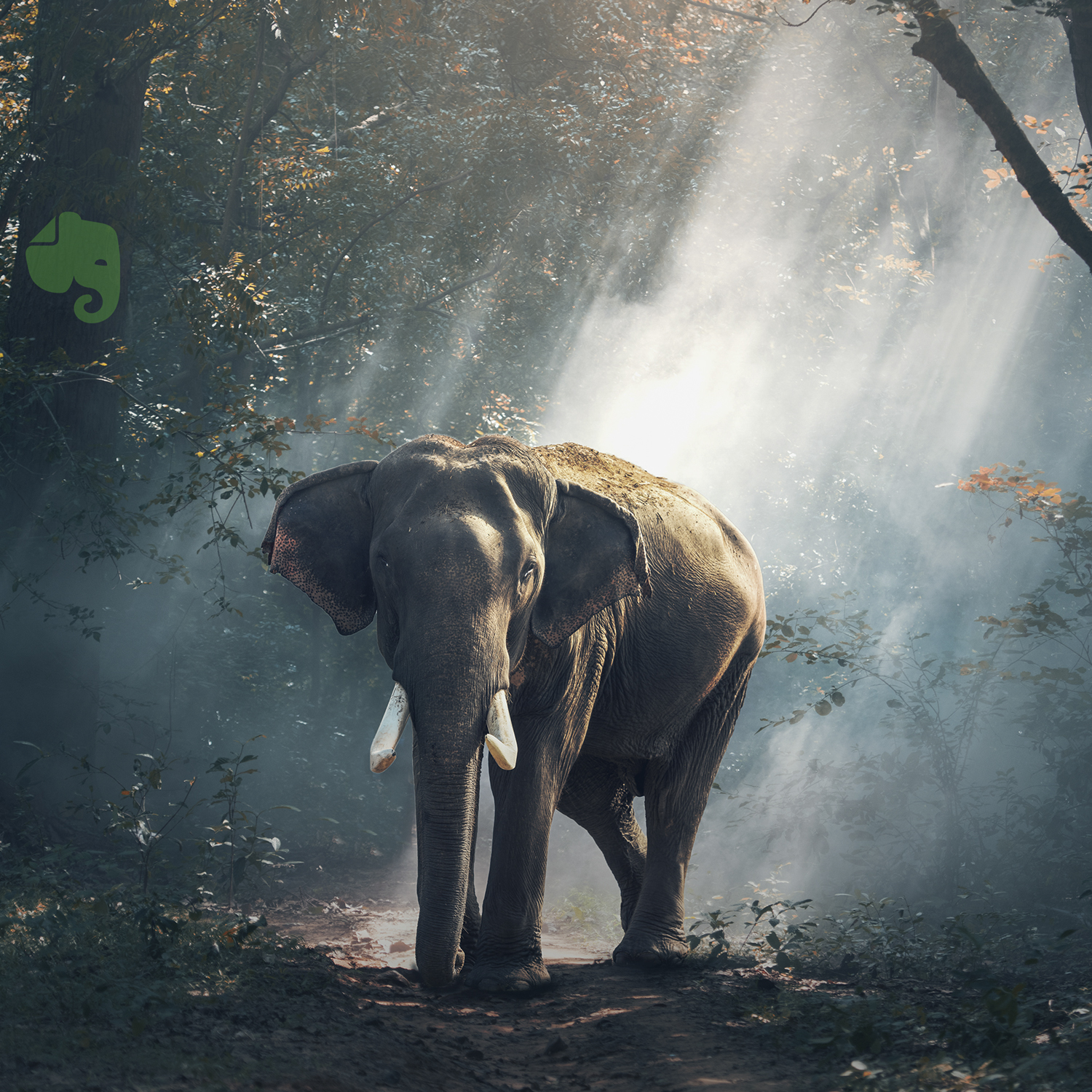 Read more about the article Evernote